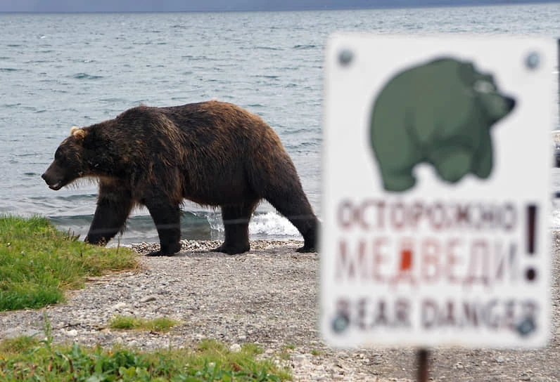 В иркутском Байкальске объявили комендантский час из-за медведей