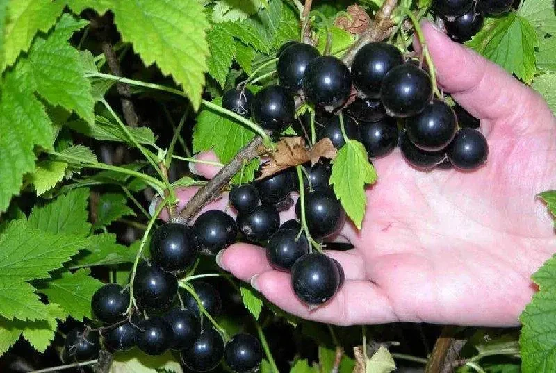 Подкормка для смородины из крахмала