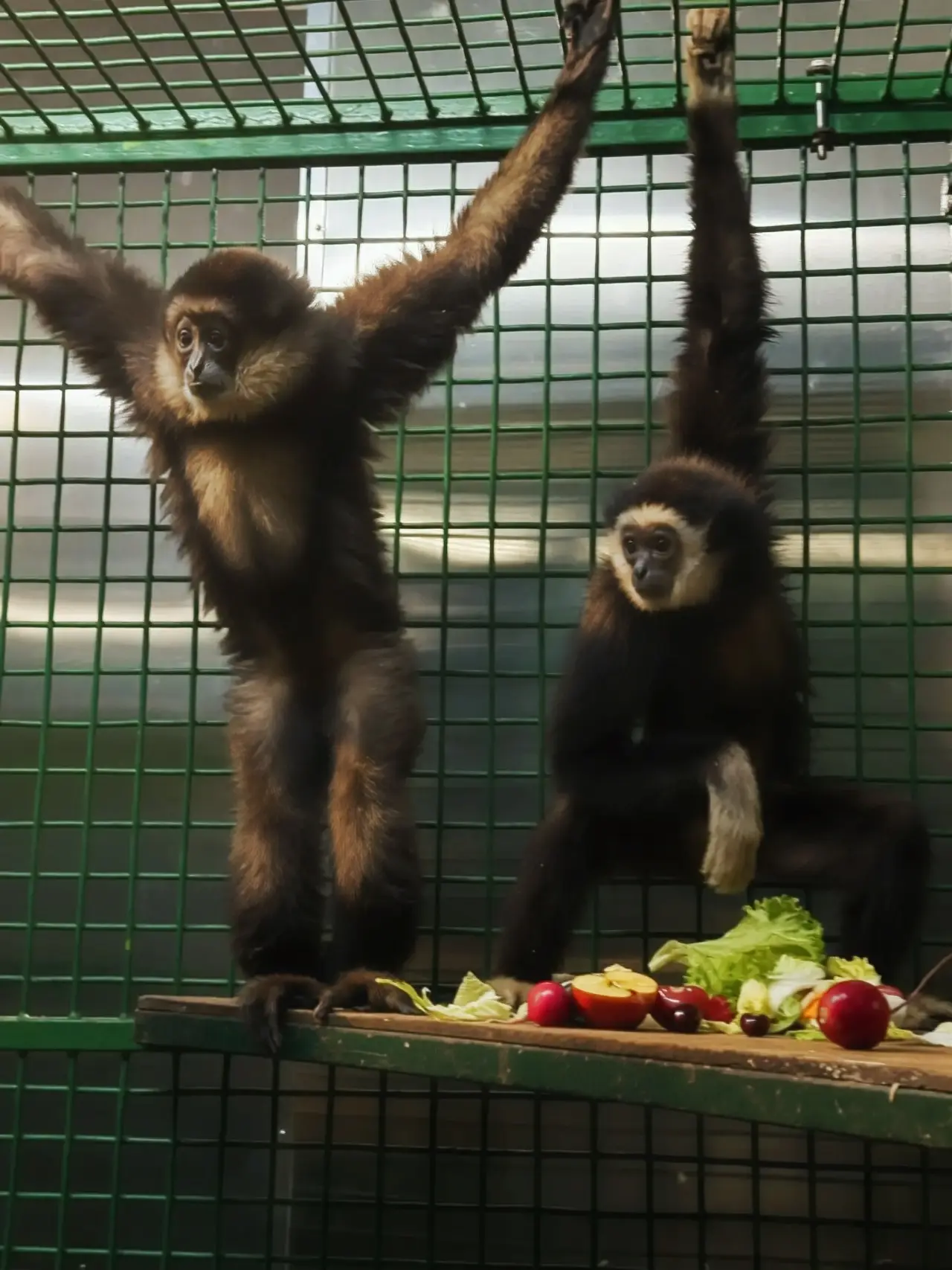 🐒 В «АФРИКЕ» ПОПОЛНЕНИЕ!