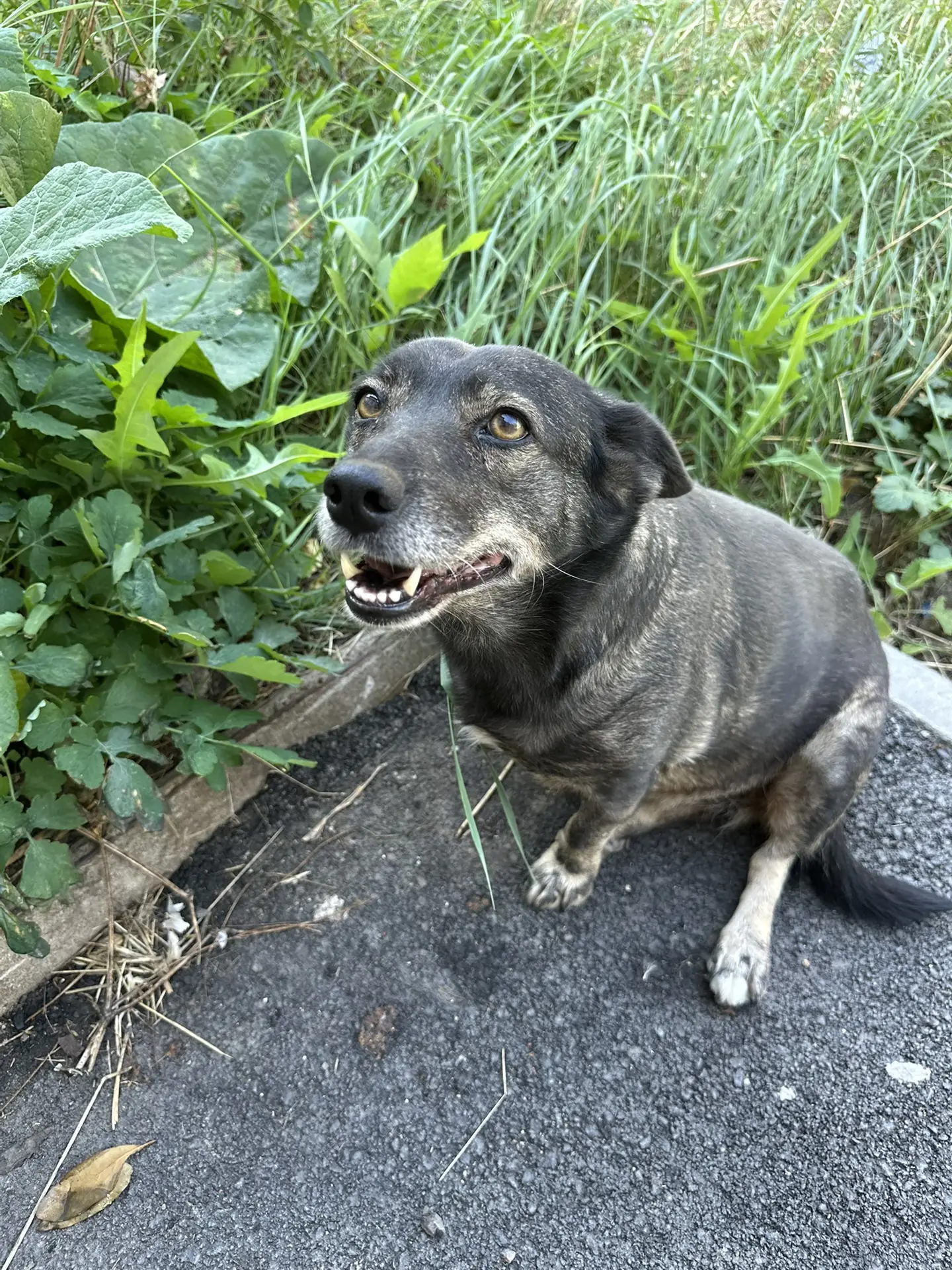 Приветы вам  от кабачюли Монюшки🐶 ❤️