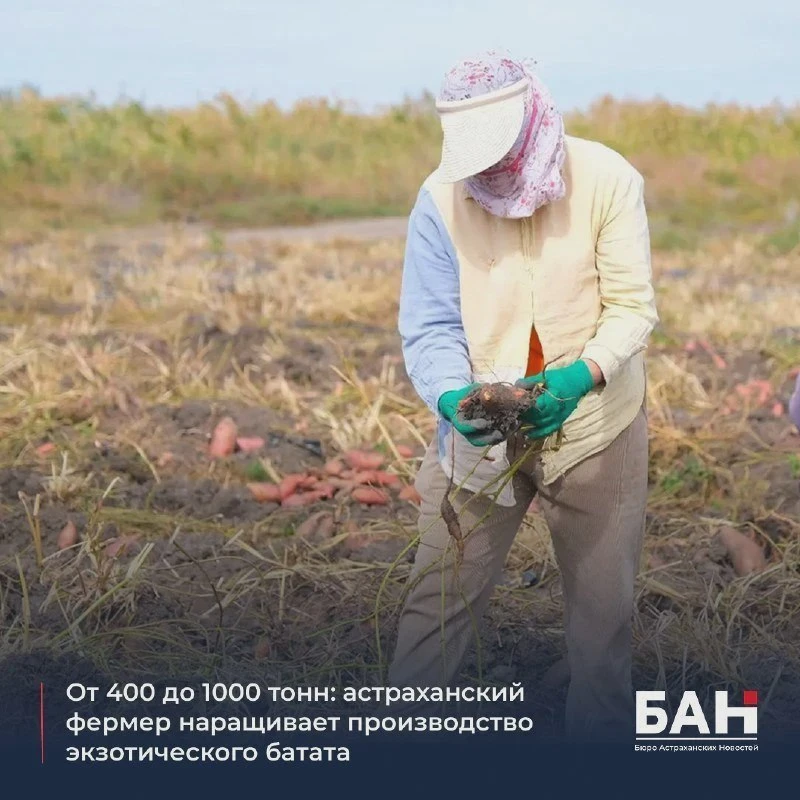 🍠 Фермер из Яманцуга вырастил до 400 тонн батата