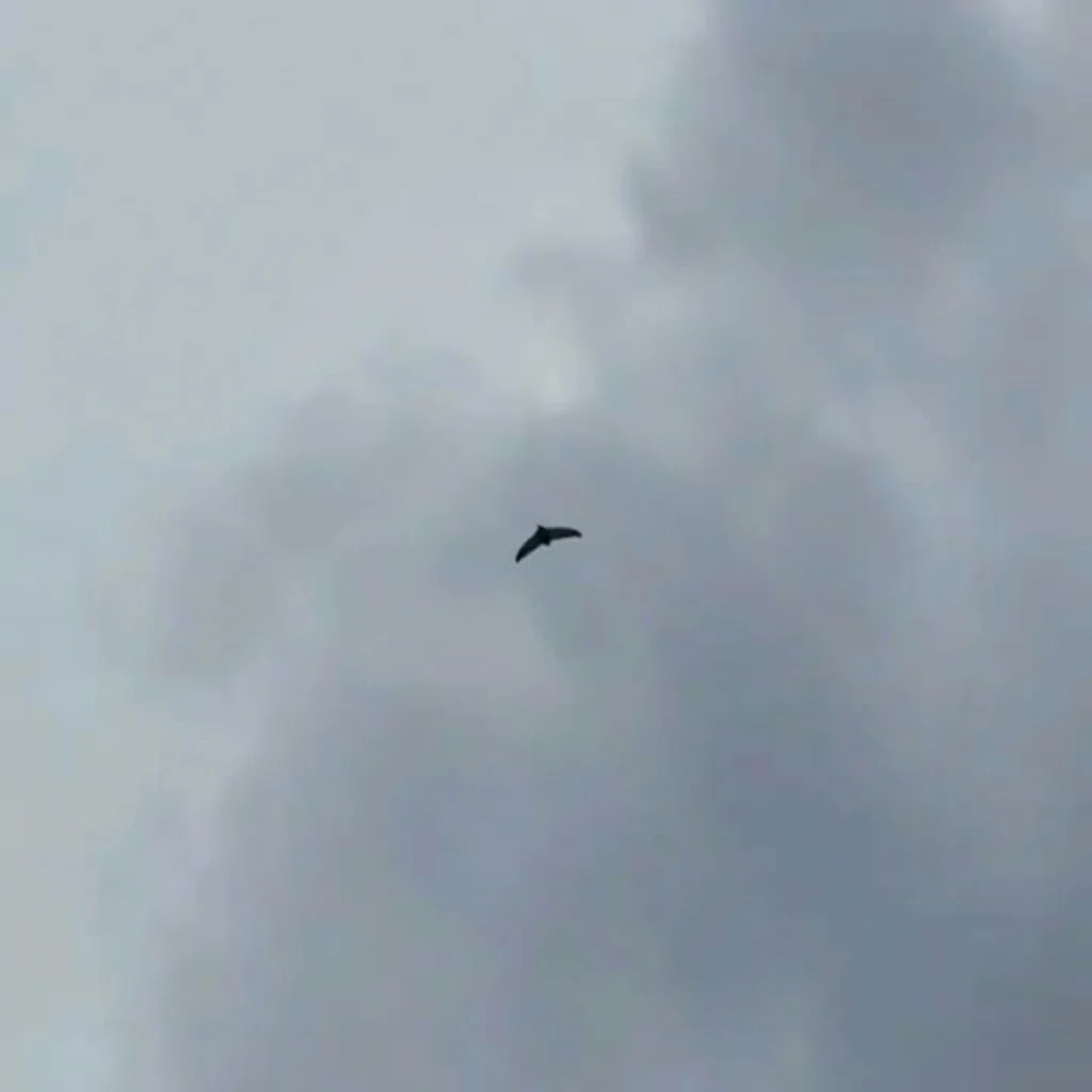 🚁 Утром 19 июня пермяки заметили несколько беспилотников в небе над Висимом. По словам жителей, сна