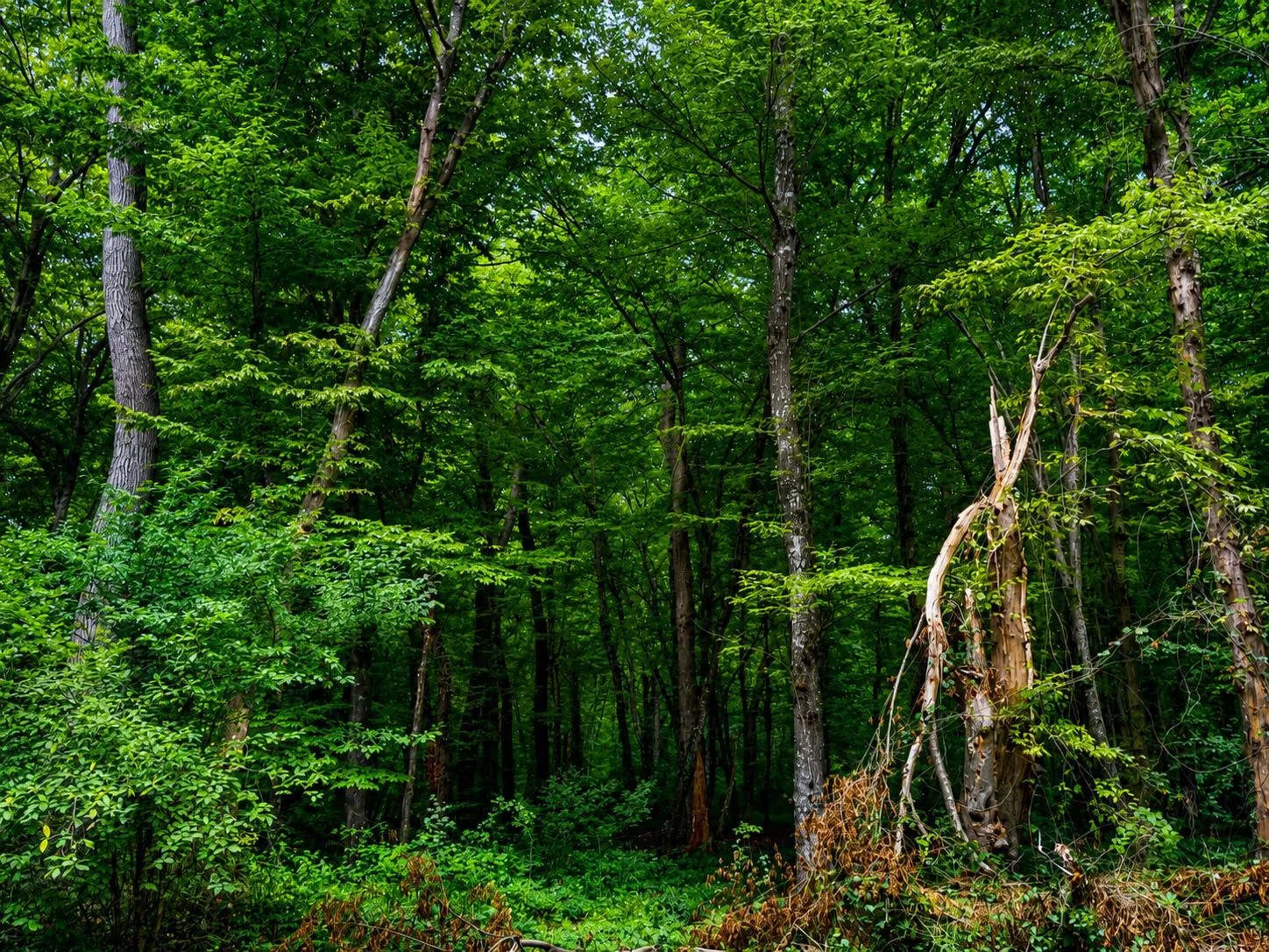 🌿Тропический лес на берегу Каспия