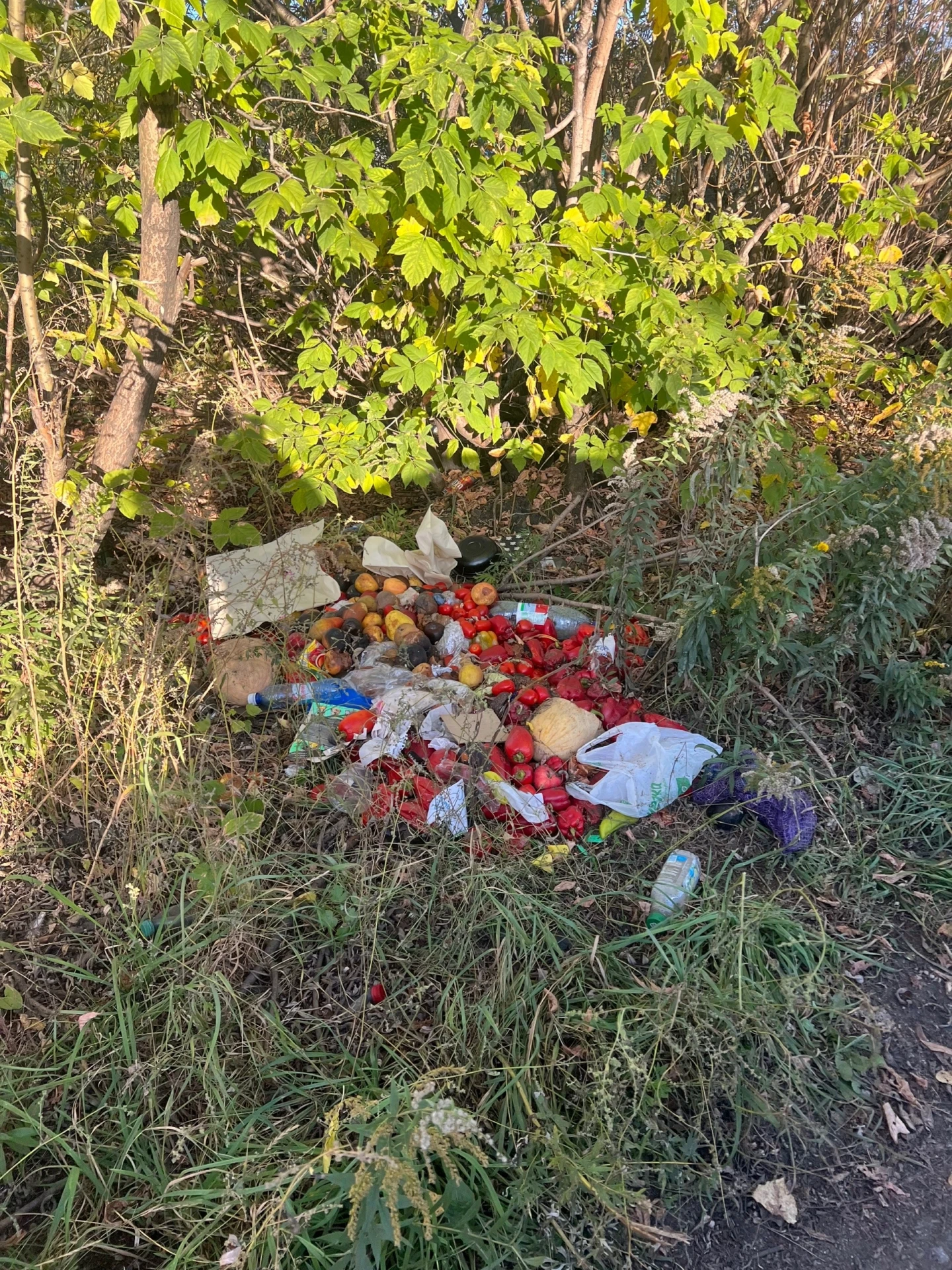 На 66-м километре появился новый «объект благоустройства» - овощной рынок под открытым ...