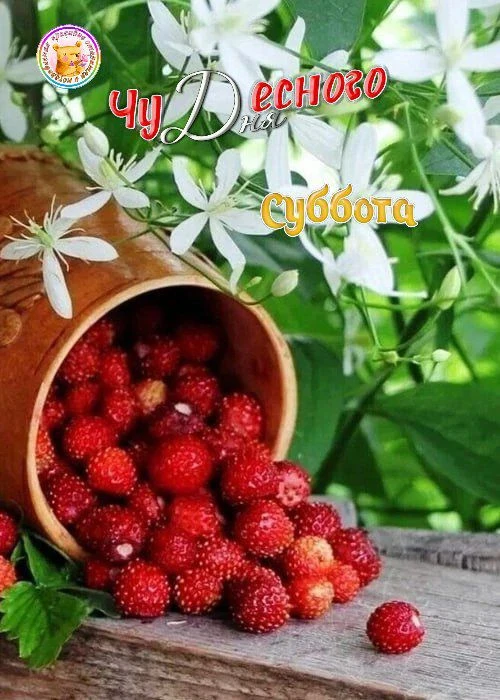 🌿🍓  Лето пахнет земляникой,
Тёплым дождиком, клубникой.
Пахнет лето огурцами
И душистыми цветами,
