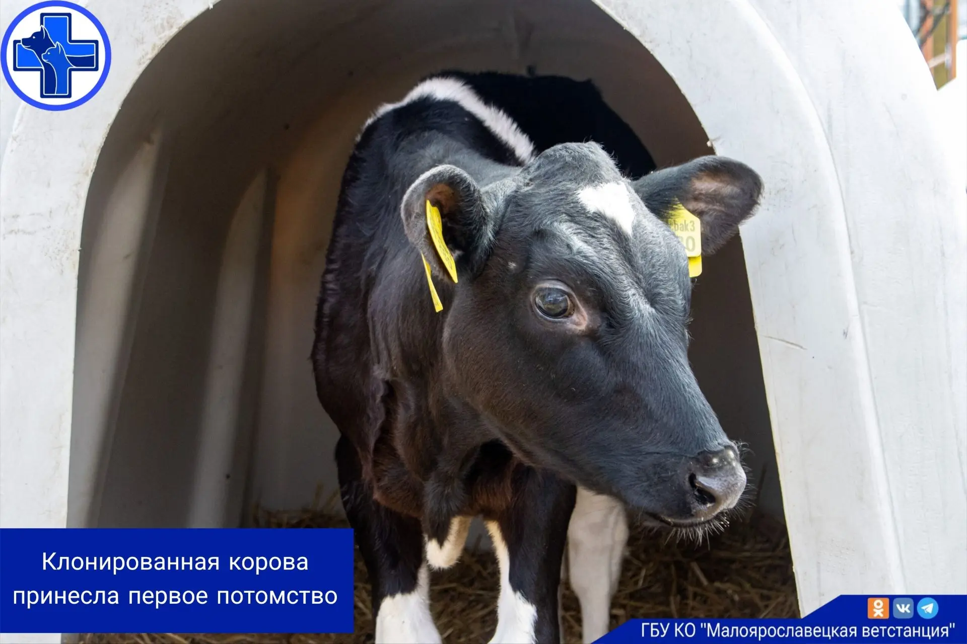 Рождение теленка стало научным доказательством того, что генетические клоны крупного ро...