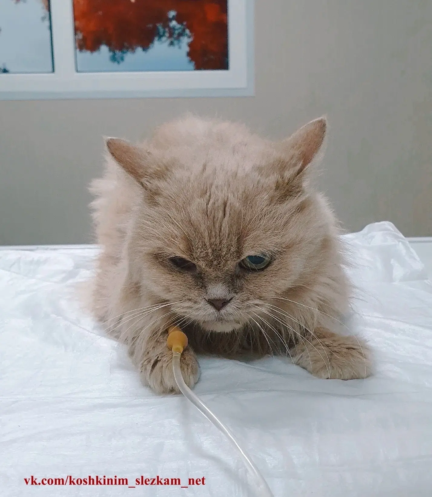 Ребята. У нас ЛАВИНА заболевших😿