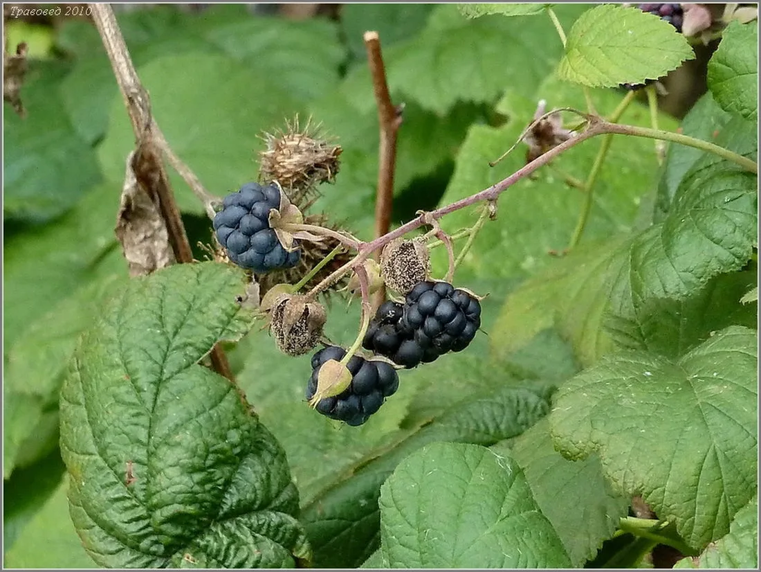 ЧАЙНЫЙ ПРОФИЛЬ ЕЖЕВИКИ СИЗОЙ

ВКУС И АРОМАТ

Чай из листьев ежевики (Rubus caesius) — мягкий, с дели
