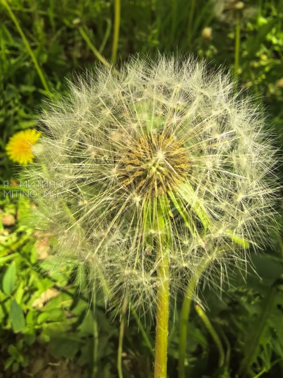 Природа стремится в лето!🌸🌼💮  ⛈Красота среди городской суеты в ожидании затяжных дождей (Дожди будут