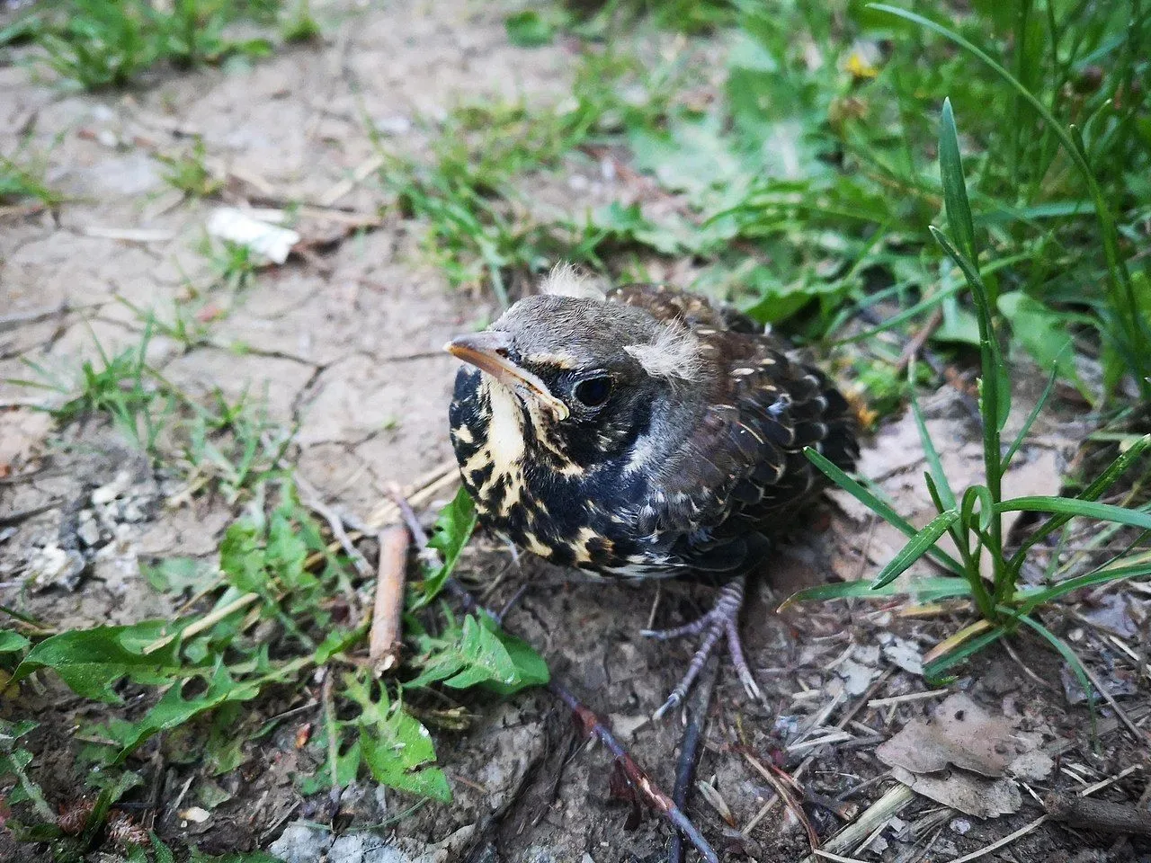 Безопасная среда  К природе – бережно  🌿В городе тоже есть дикая природа. Давайте наблюдать за ней б