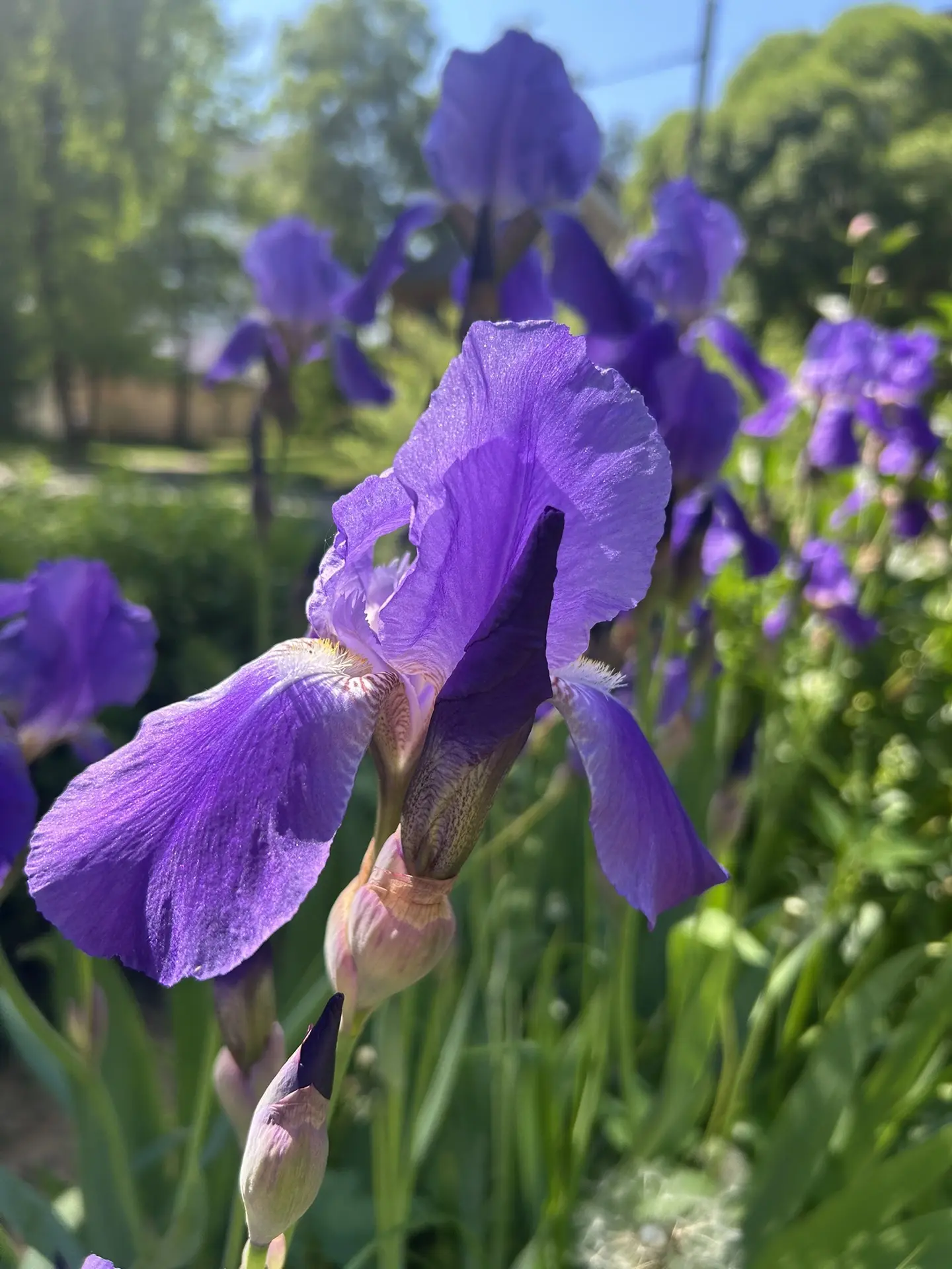 Летние краски Кузьмоловского🤩
#замечайзамечательное