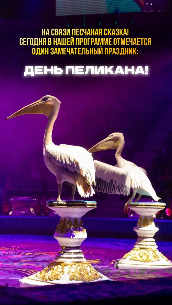 А вы знали, что сегодня День пеликана?