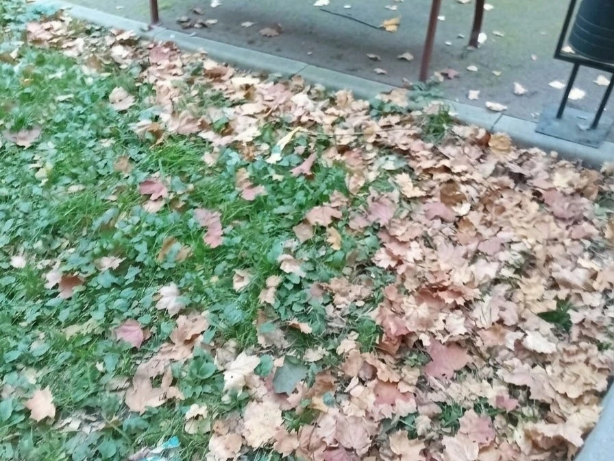 🧹 На Онежской улице не убрали дворовую территорию