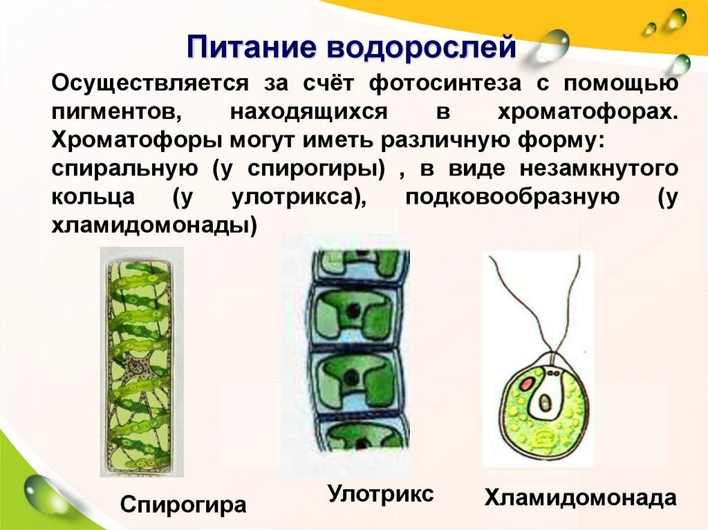 Питание водорослей