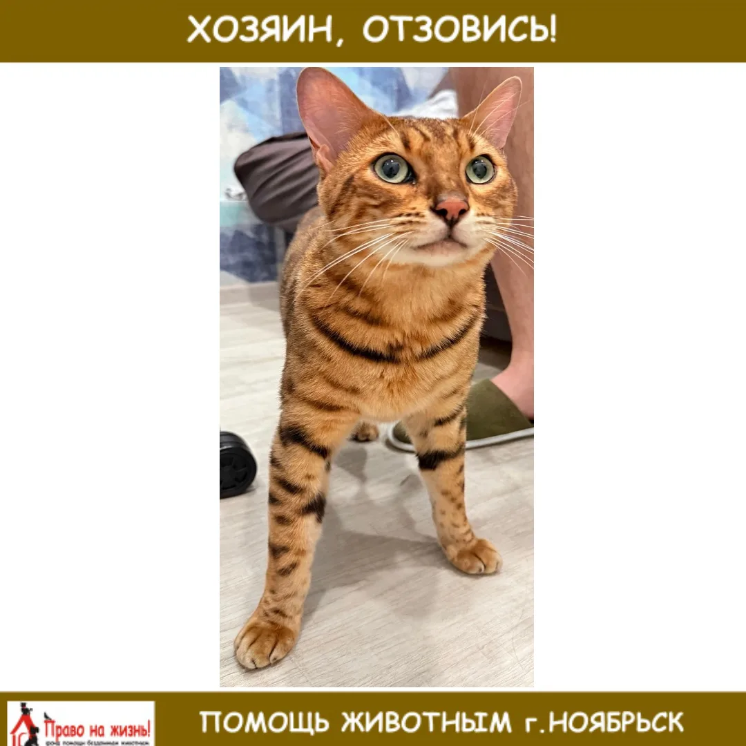 НАЙДЕН БЕНГАЛЬСКИЙ КОТ!