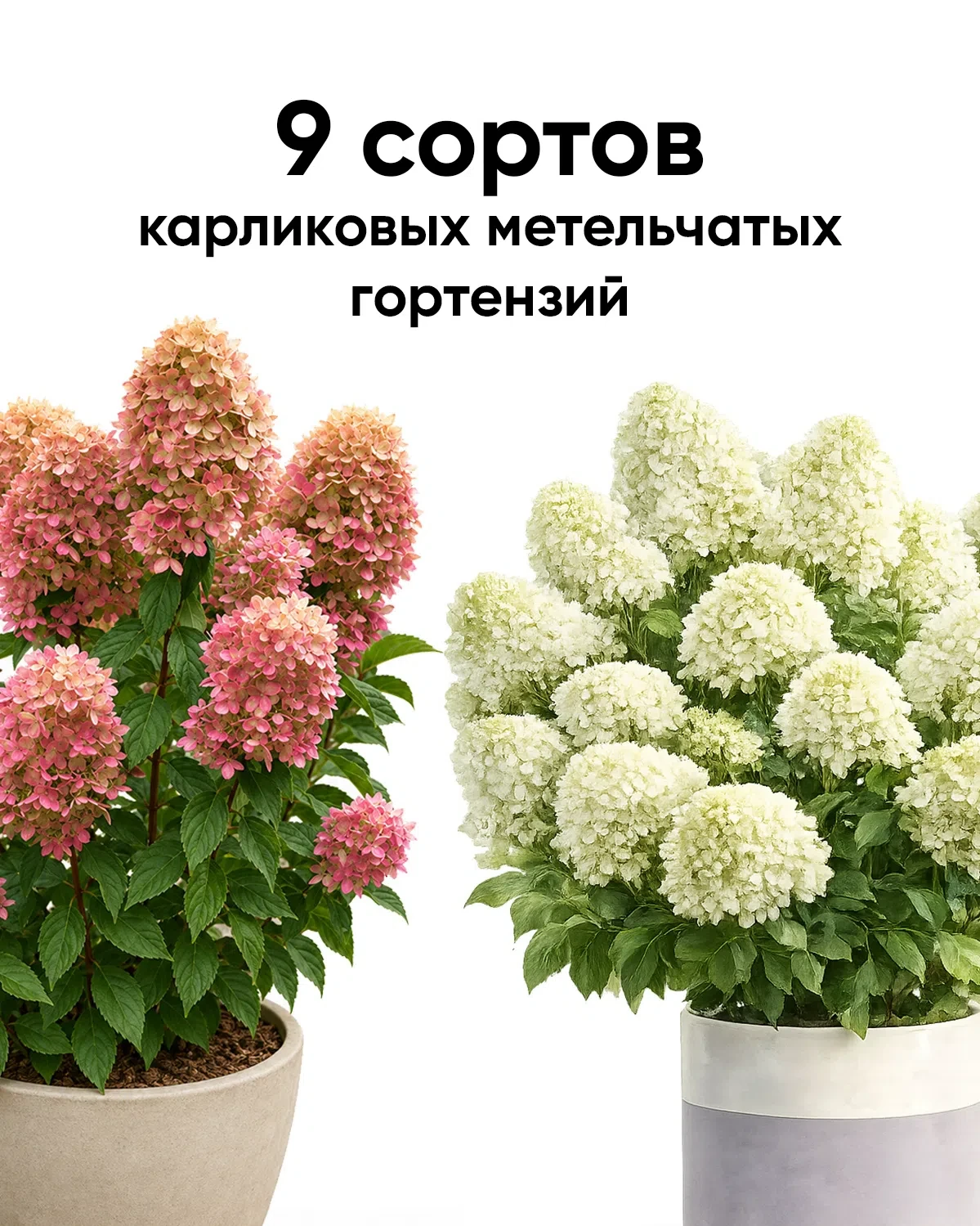 Карликовые метельчатые гортензии