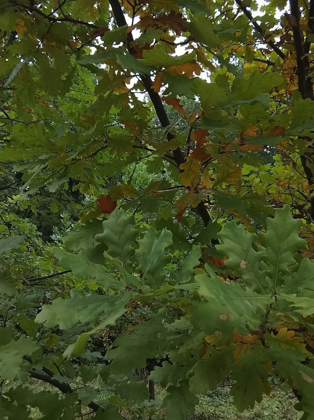 🍂 Доброго утра! Тепла и хорошего настроения!
