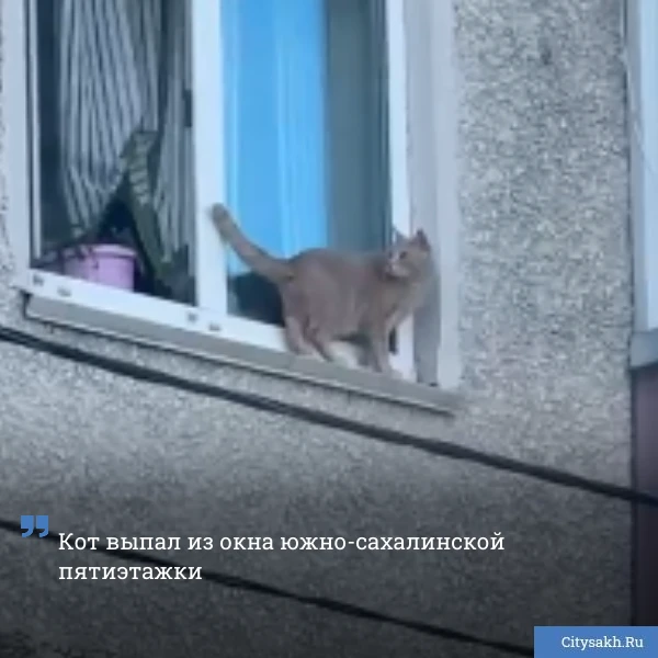 🐈 Сегодня вечером читатель Citysakh.ru стал свидетелем падения кота с пятого этажа мно...