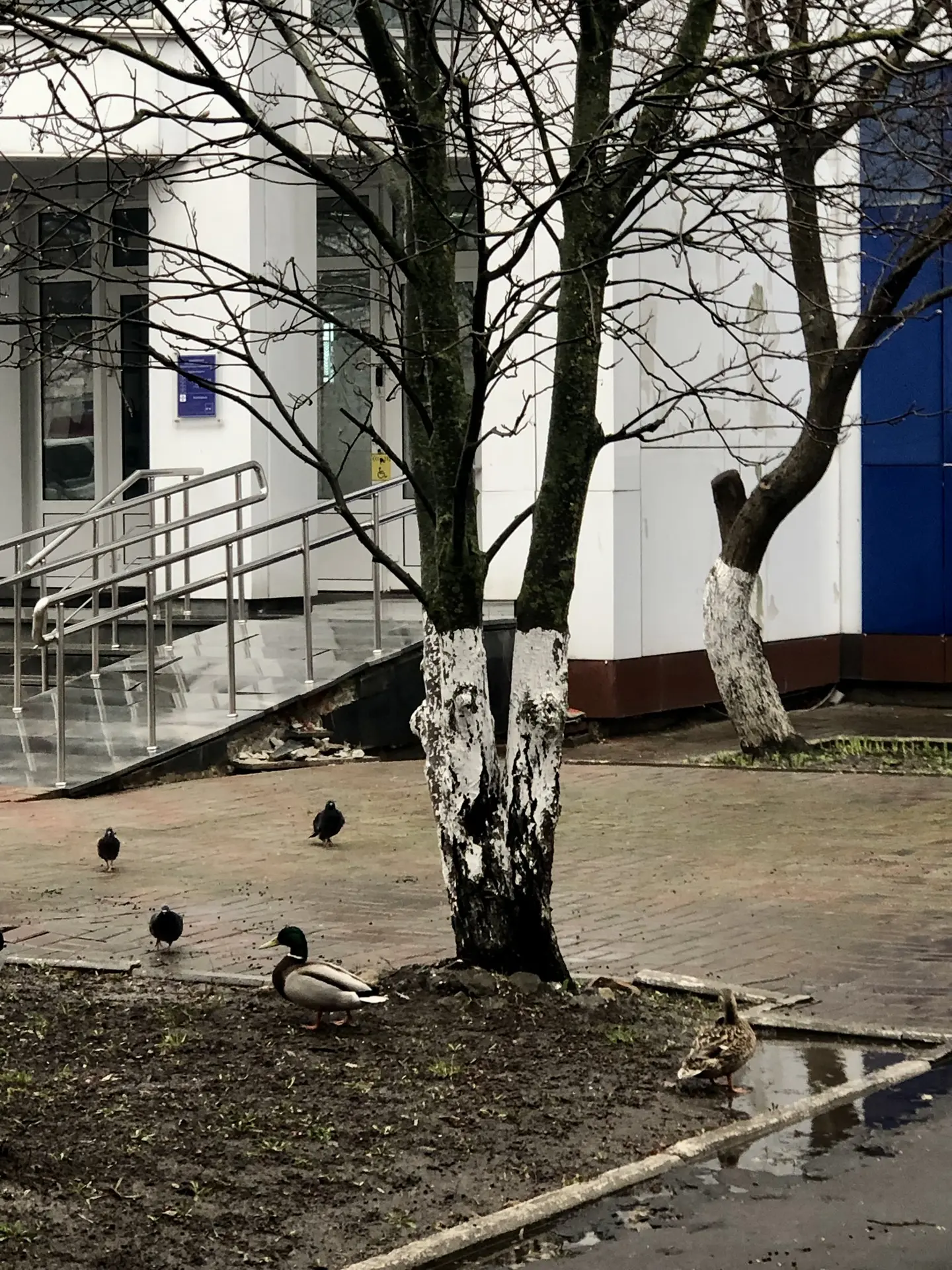 🦆 Срочные новости: в АрхСиТ прибыли эксперты по ландшафтному дизайну! 🕵️‍♂️📐  Сегодня у входа в корп