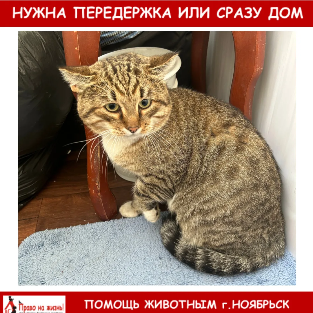 Нашли кота магистральная 79 номер телефона +79292541567