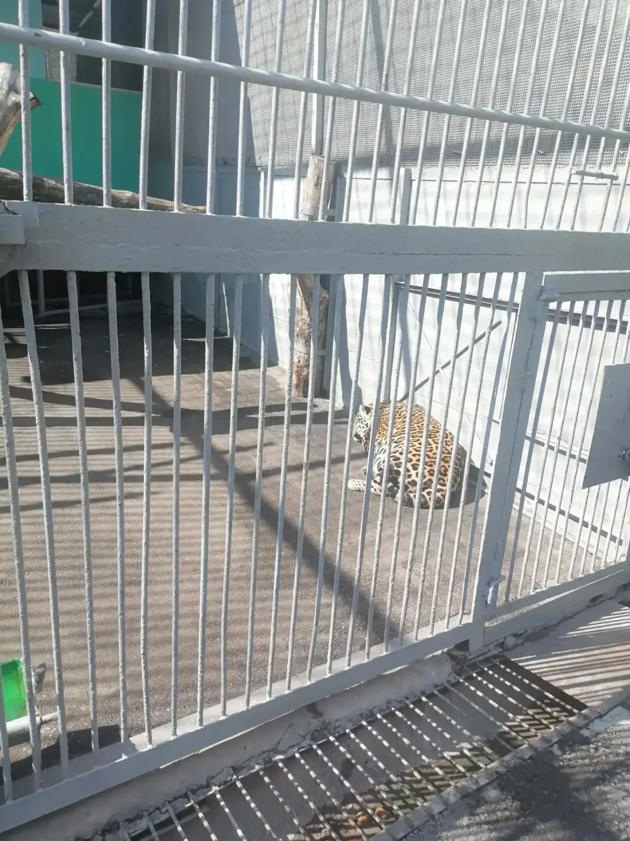 Воспитанник средней