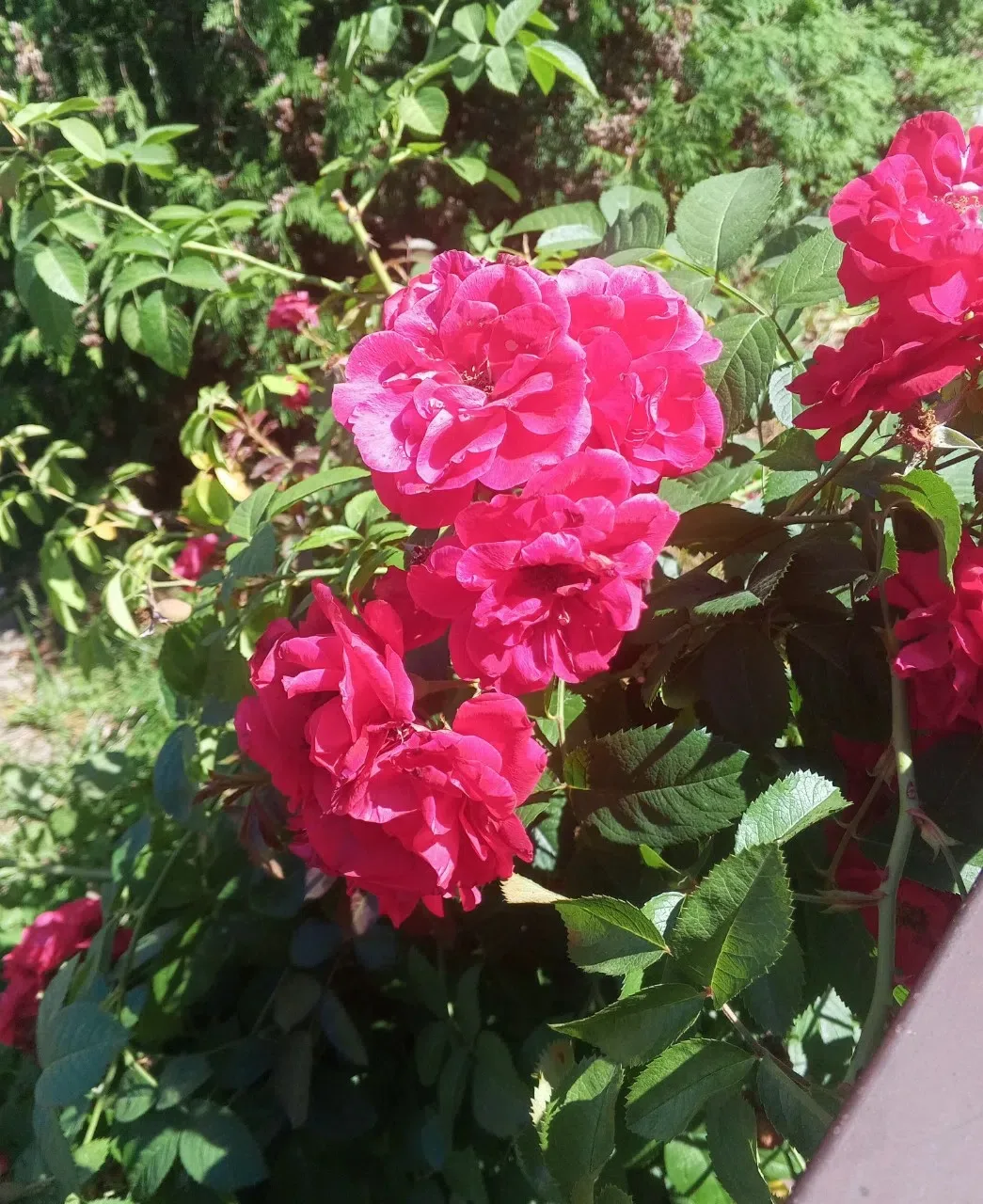 🌺☀️Желаем вам доброго утра и прекрасного дня! Пусть вас окружают только хорошие новост...