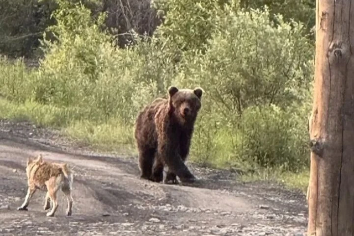 Медведи всё чаще выходят к людям на Вологодчине