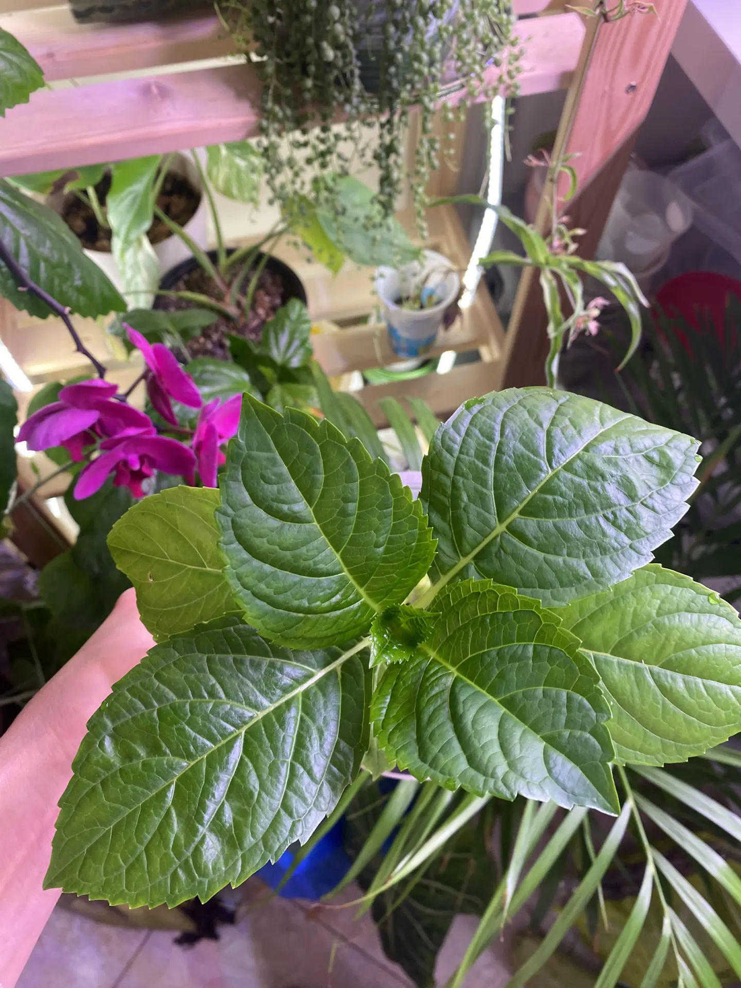 Друзья, всем приветик! 💐 Хочу вам сообщить как только закончится розыгрыш который выше...