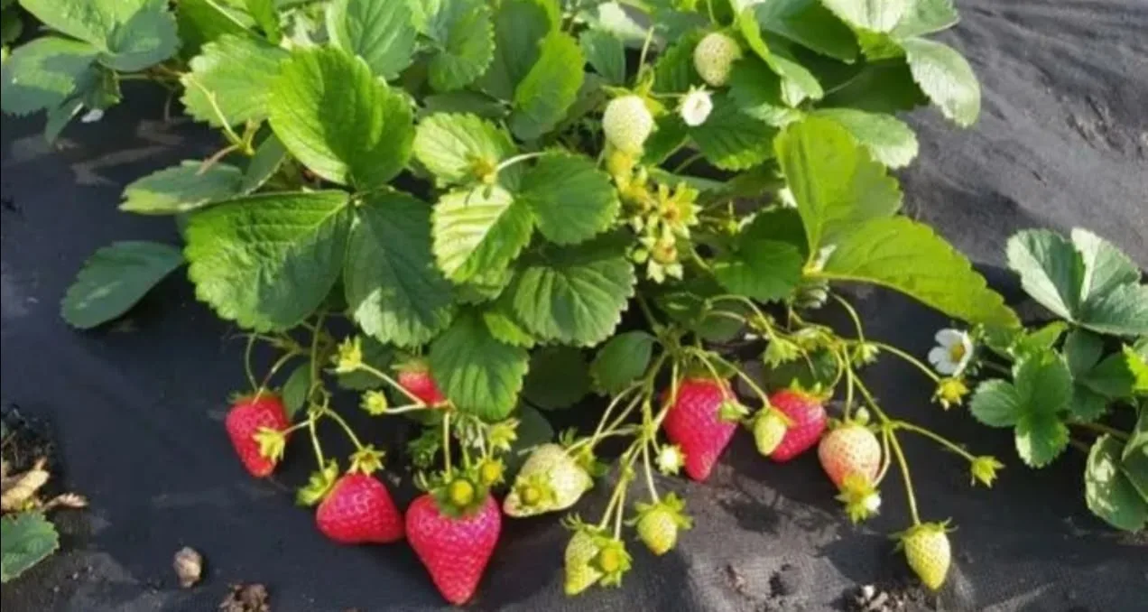 Продам излишки саженцев клубники садовой, закрытая корневая система. Сорт НСД ( непреры...