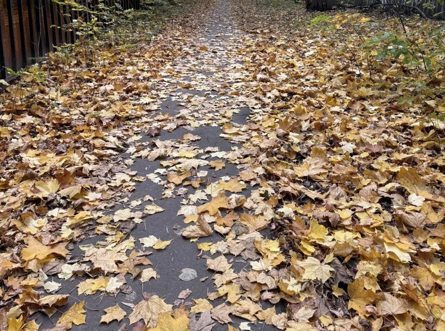 🍁ОПАВШИЕ ЛИСТЬЯ. МУСОР ИЛИ ЗВЕНО ЭКОСИСТЕМЫ?🍃