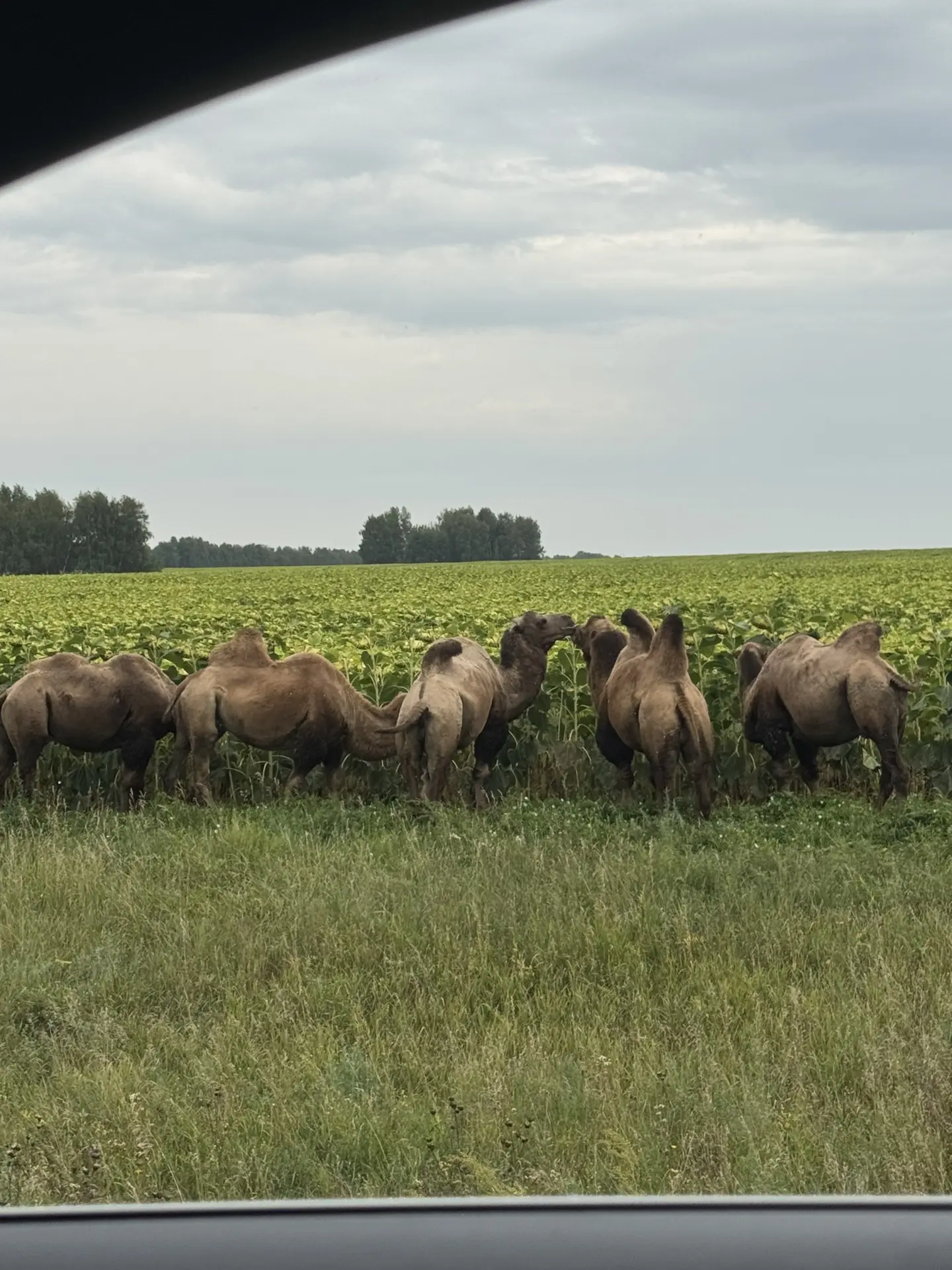 🐫 В Алтайском крае верблюды «паслись» на поле с подсолнухами