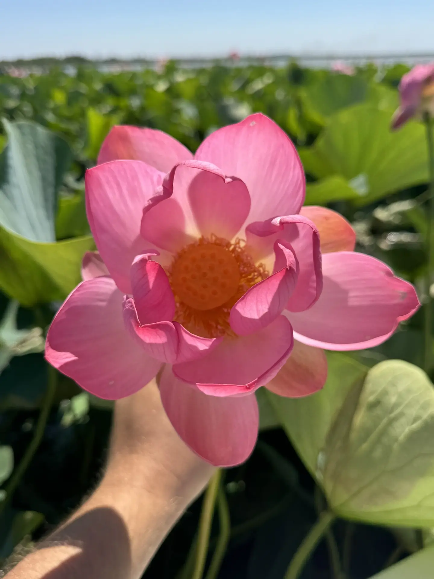 😍😍😍🌸