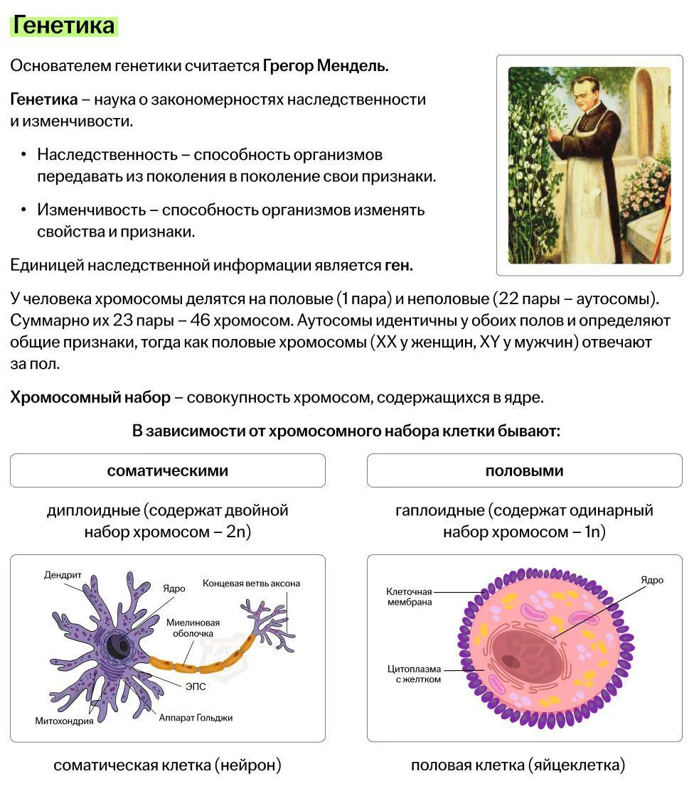 и сегодня решила поделиться с вами карточками по генетике 🧬
