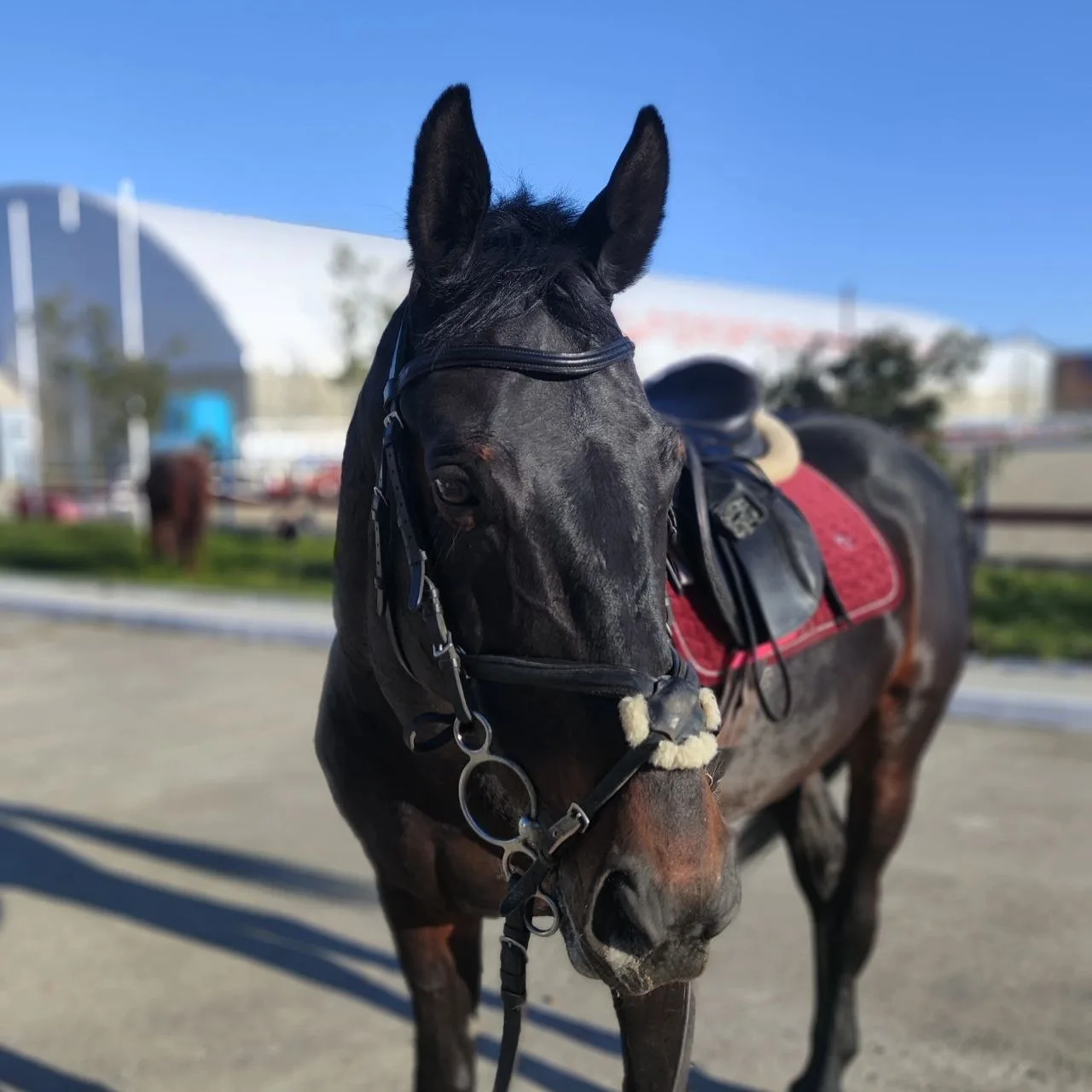 Пока позволяет погода, наши красавчики получают витамин D🐎❤️