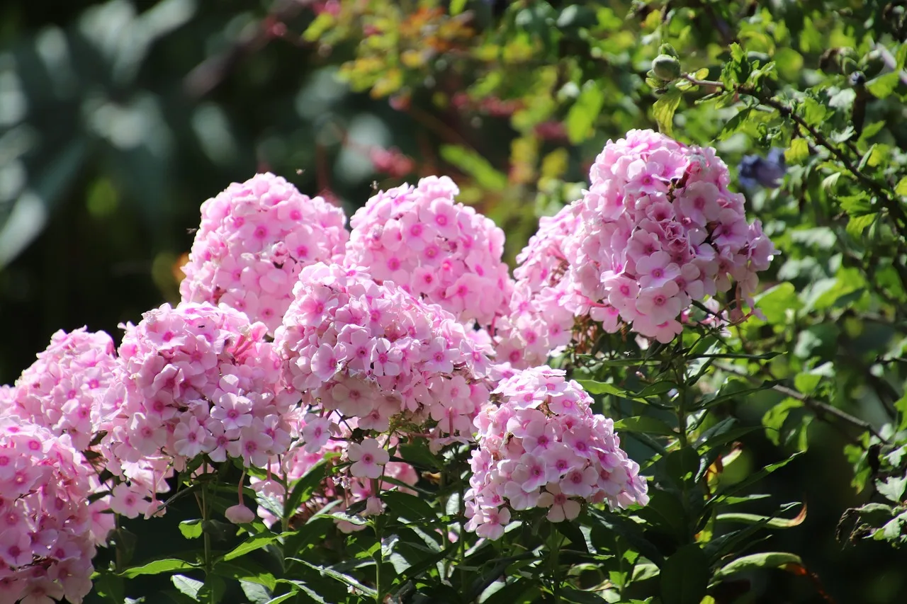 Флоксы заболели? Вот чем их спасти 🌸