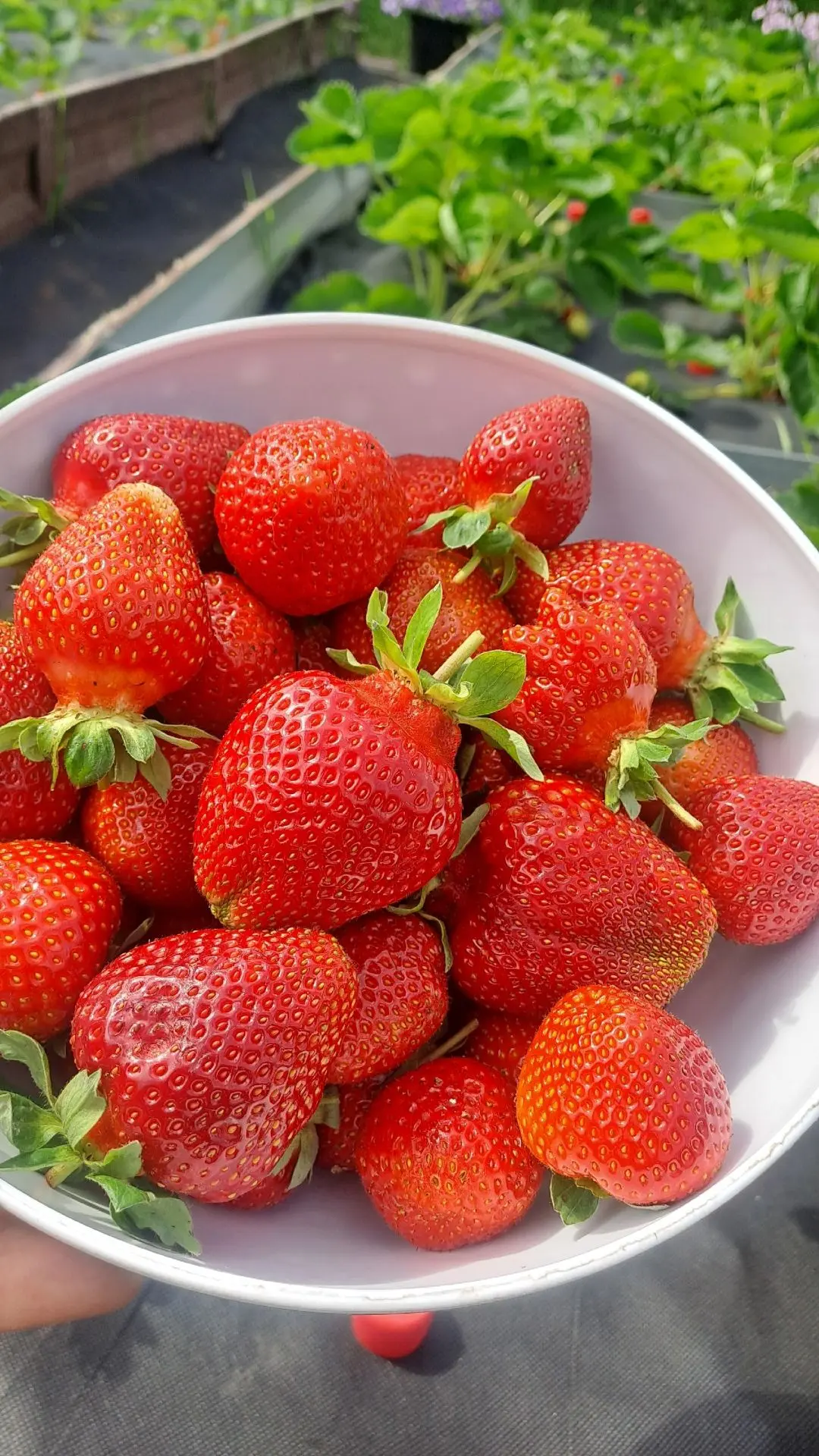 Вкусного всем дня 🍓