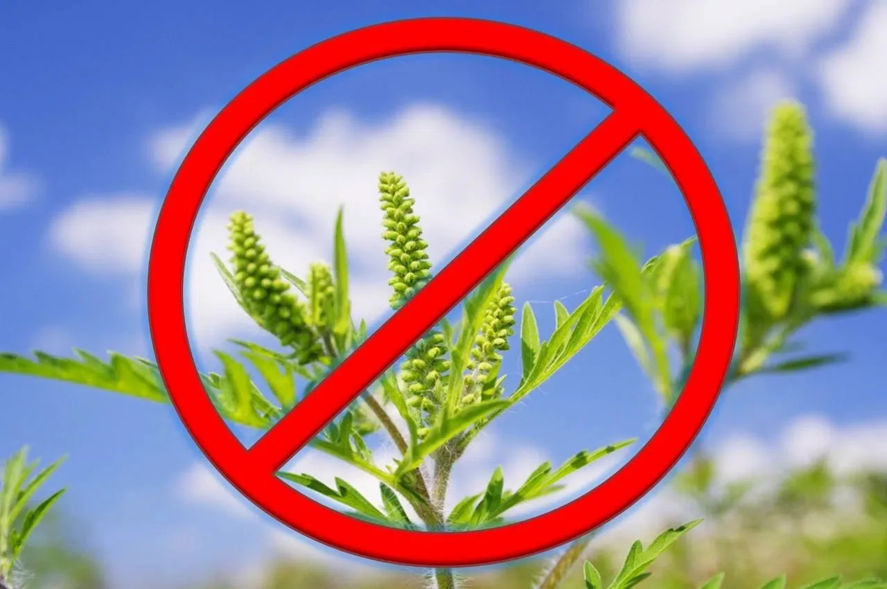🌿 Амброзия полыннолистная: угроза для здоровья и сельского хозяйства 🌿 

Амброзия полыннолистная —