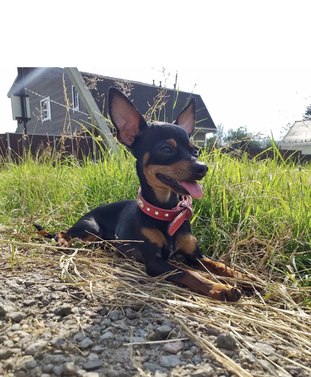 🐾☀️🎨