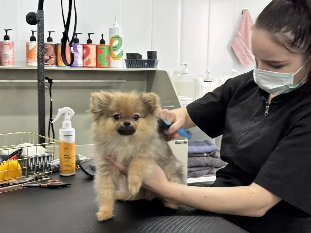 🐾С заботой о любимом питомце: в Волгоградском ГАУ работает груминг-салон.   Уход за шерстью четверон