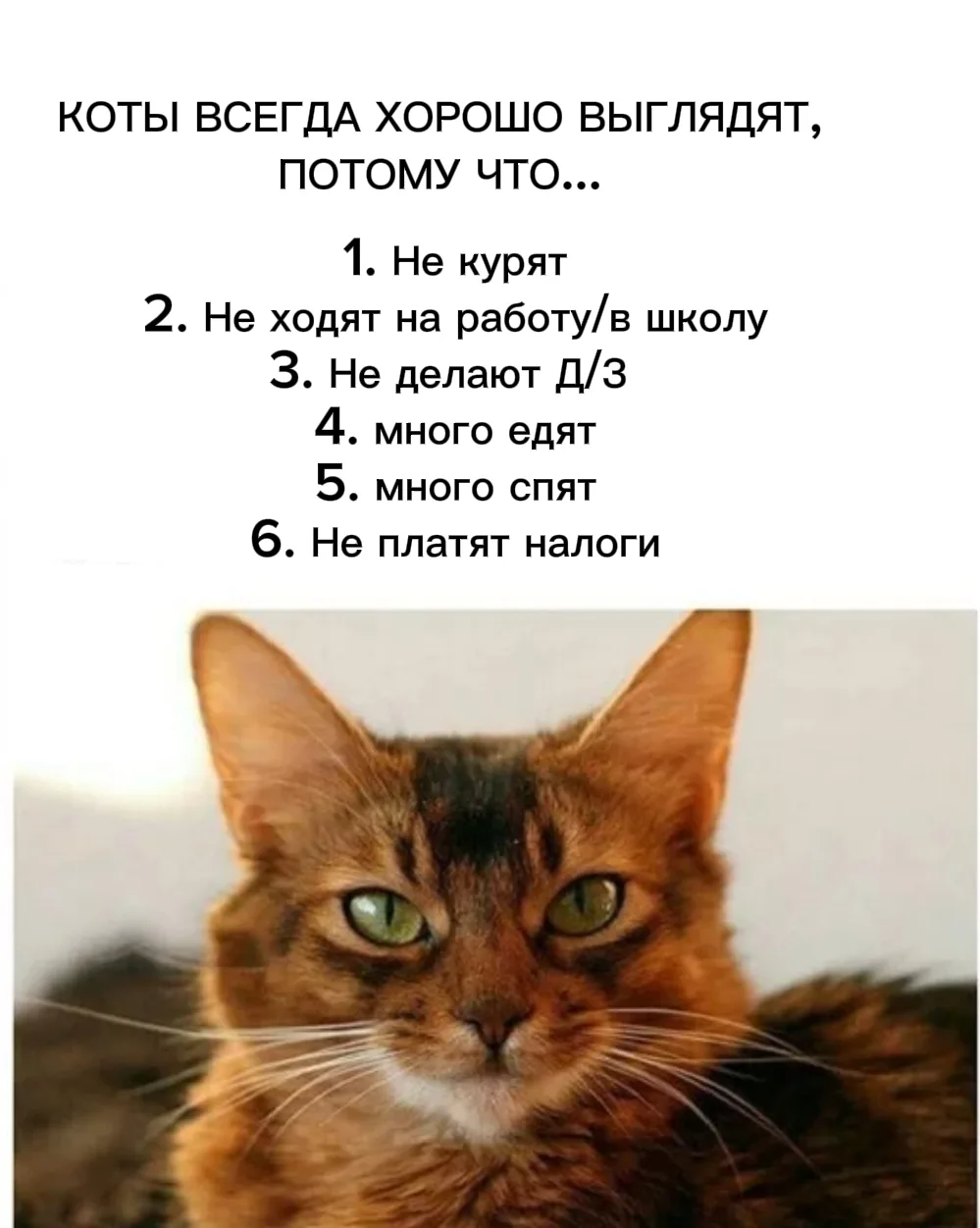 Коты всегда хорошо выглядят, потому что...