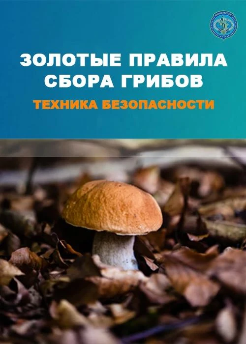 Сезон сбора грибов в Приамурье в самом разгаре