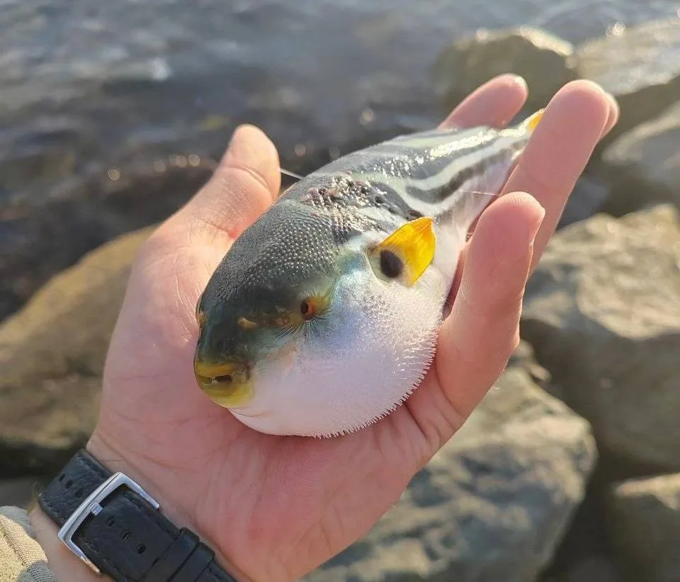 🐡🌊 Учёные объяснили, почему у берегов Приморья всё чаще встречается рыба фугу

Приморские рыбаки в