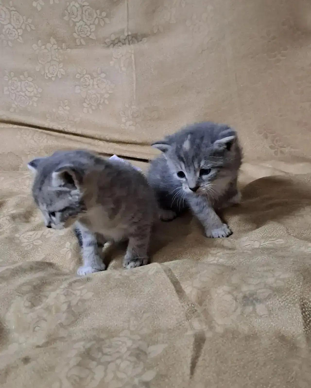 Дворовая кошка окатилась в подвале дома, а пятнадцатого числа попала под машину и погиб...