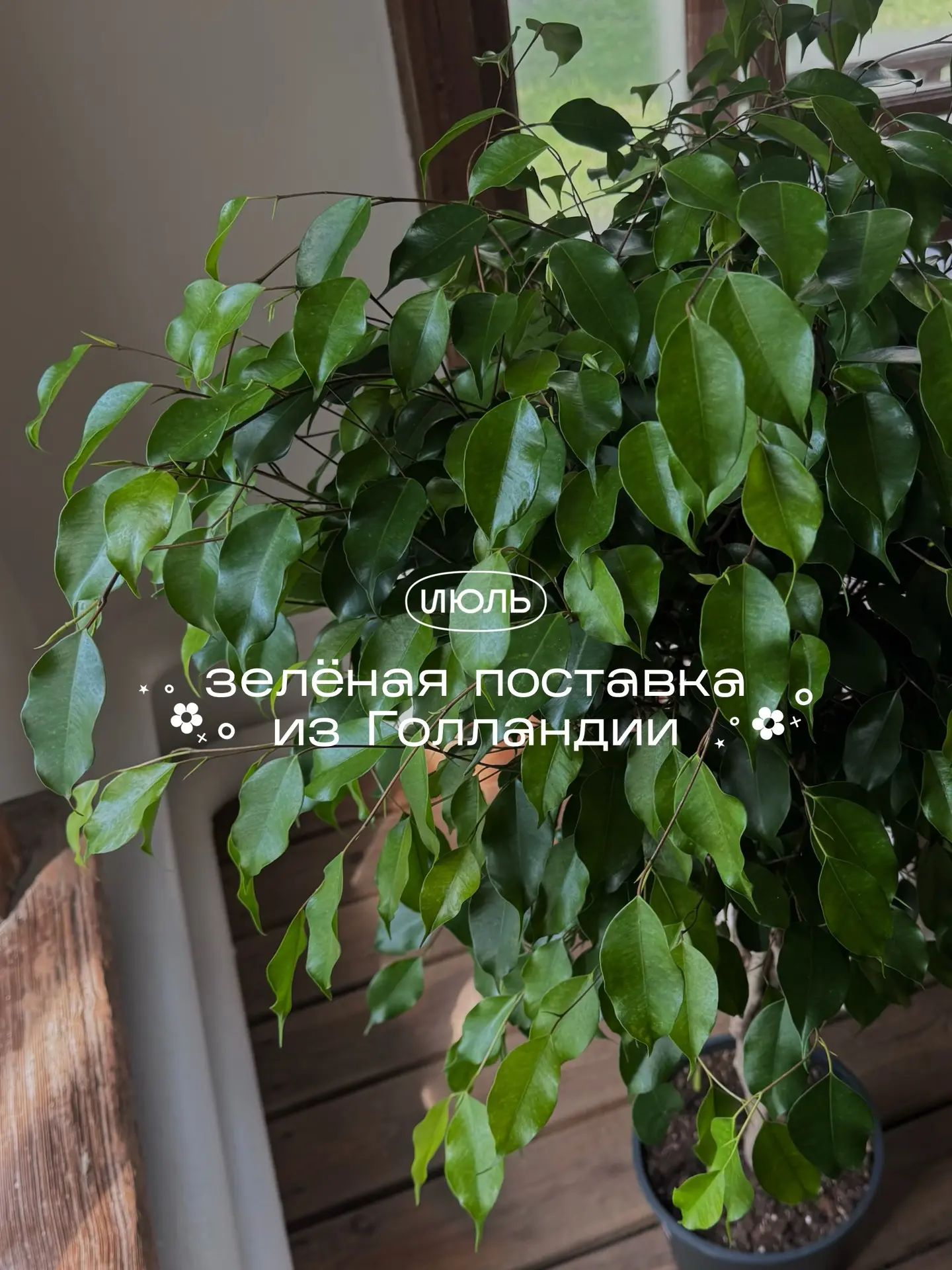 Новые волшебные растения «Июля» для вашего домашнего сада 🌱✨