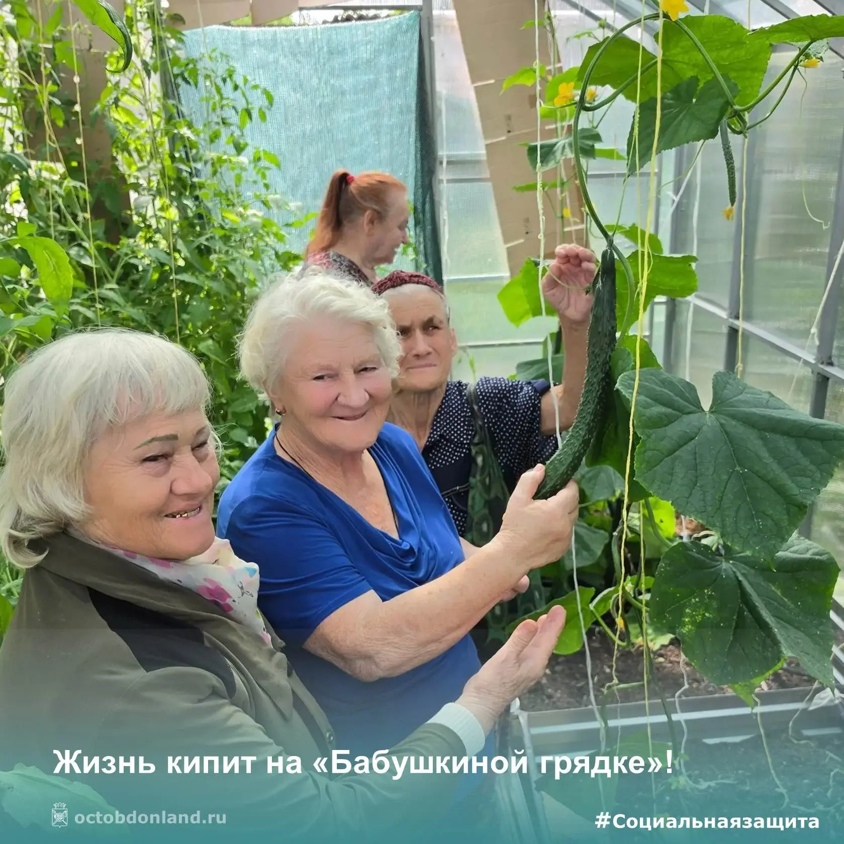 «Бабушкина грядка»: урожай растет! 🌿

В теплицах МУ ЦСО вовсю кипит работа. Подопечные с любовью ух