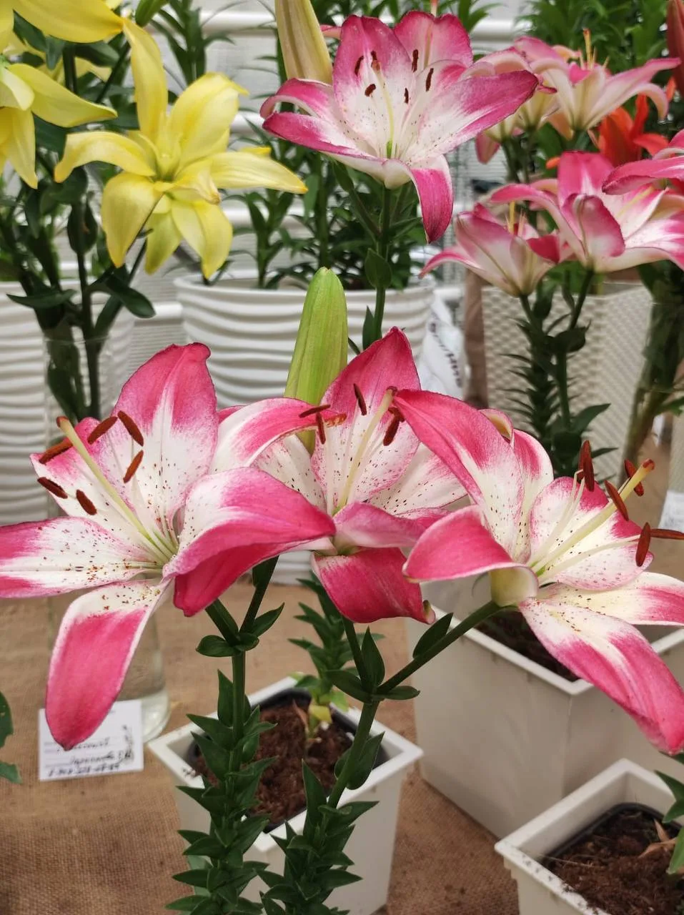 Лилии, которые вы не забудете 🌸

Сегодня в полдень в Аптекарском огороде стартует Фестиваль лилий —