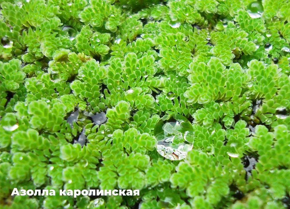 Папоротники — есть в них что-то дикое и мистическое. Древнейшие растения планеты, котор...
