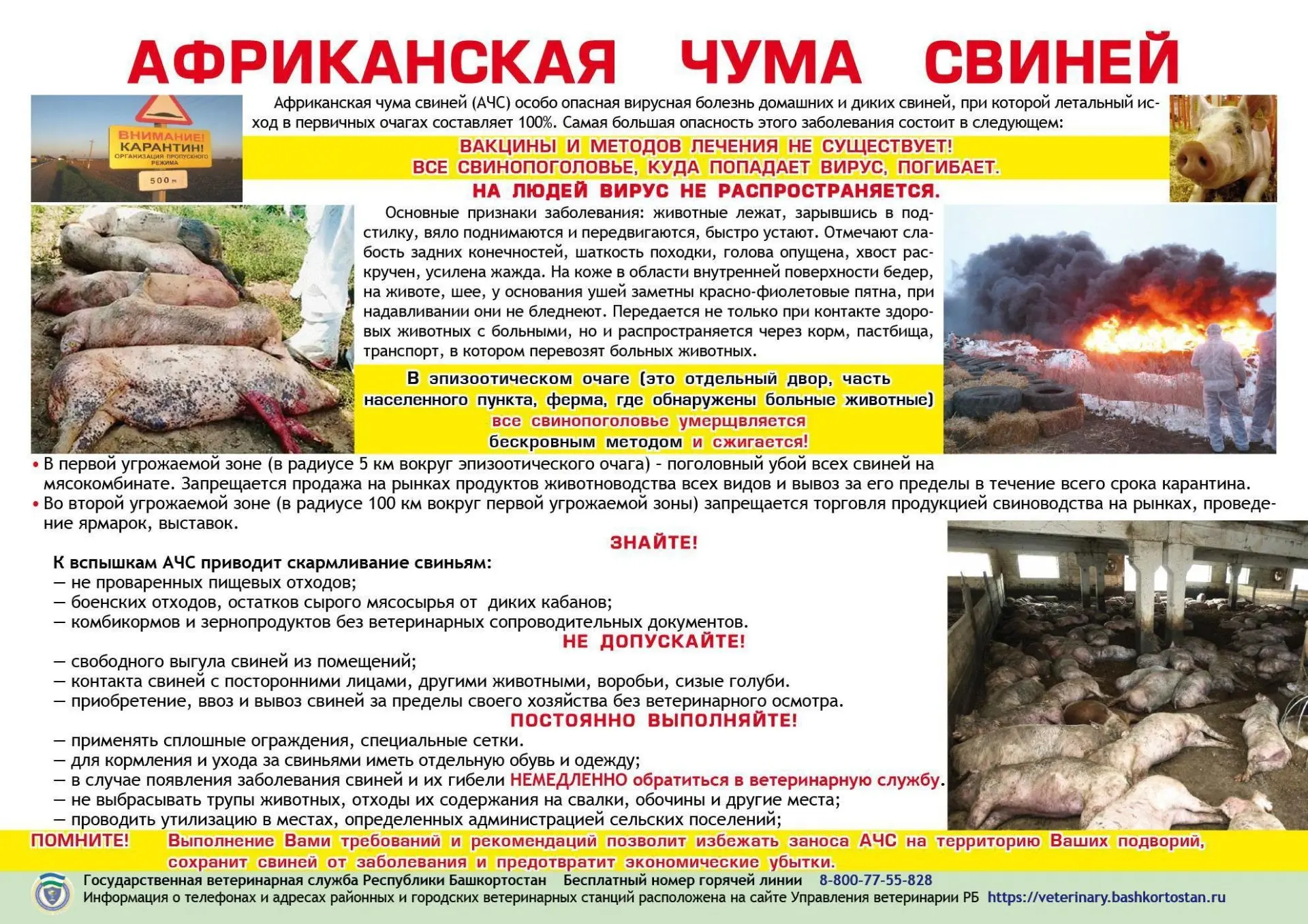 В целях недопущения возникновения и распространения особо опасного заболевания африканская чума свин