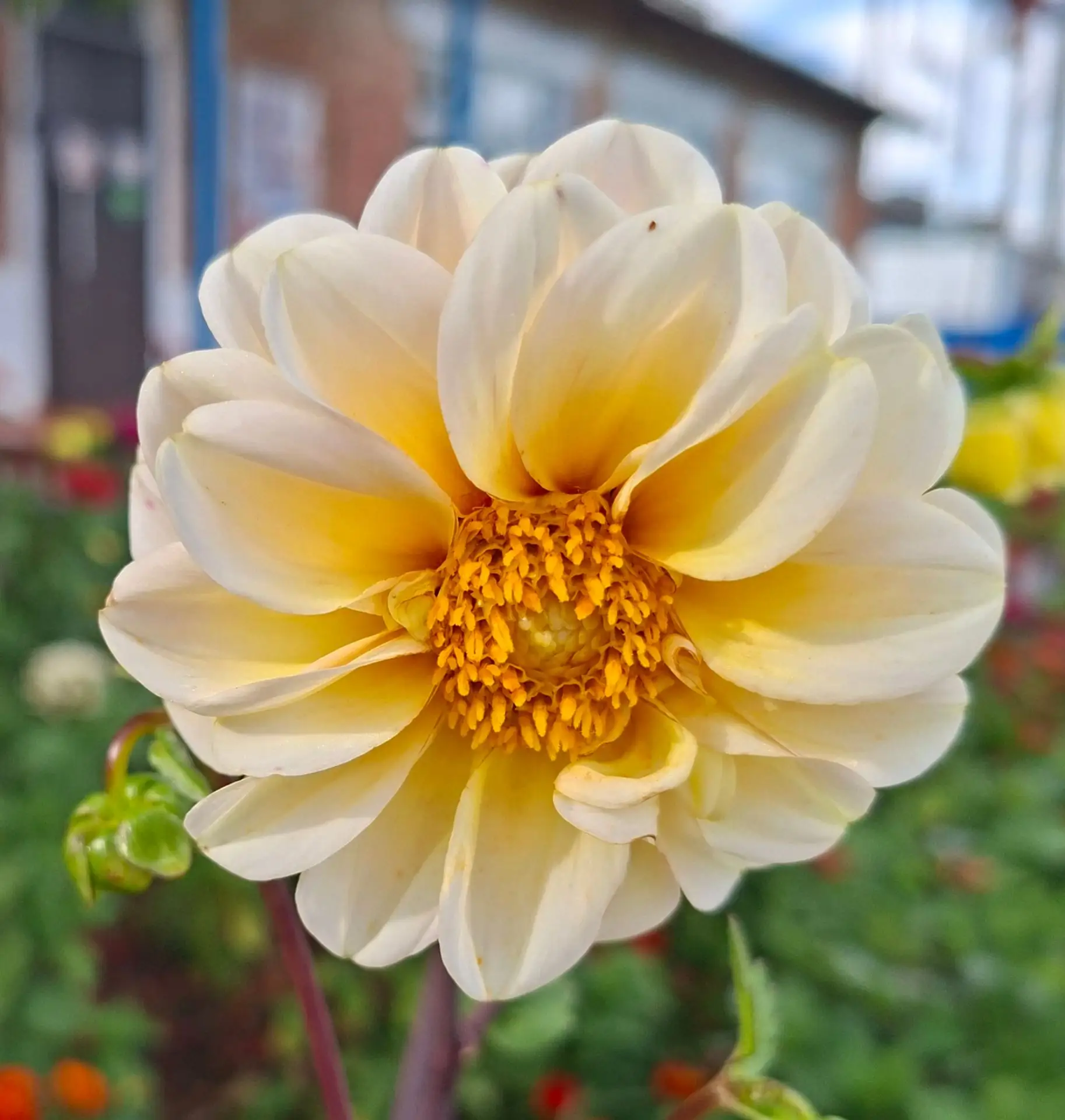 Цветы- это улыбка солнца, которая дарит радость💐🌺🌼🌸