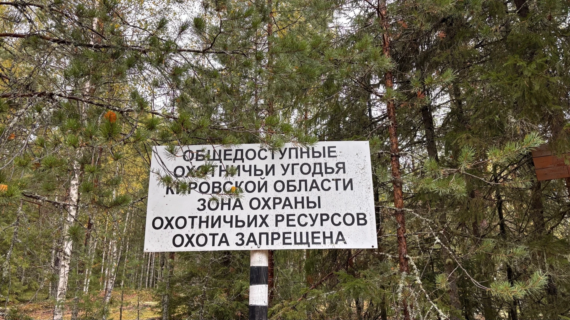 🐻 В Кировской области за четыре года стало на 11,8% меньше медведей.